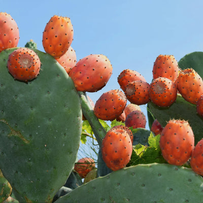 Prickly Pear Extract