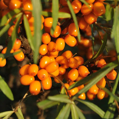 Sea Buckthorn Fruit Oil