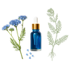 Blue tansy extract in skincare to calm irritation, reduce redness, and support healthy skin