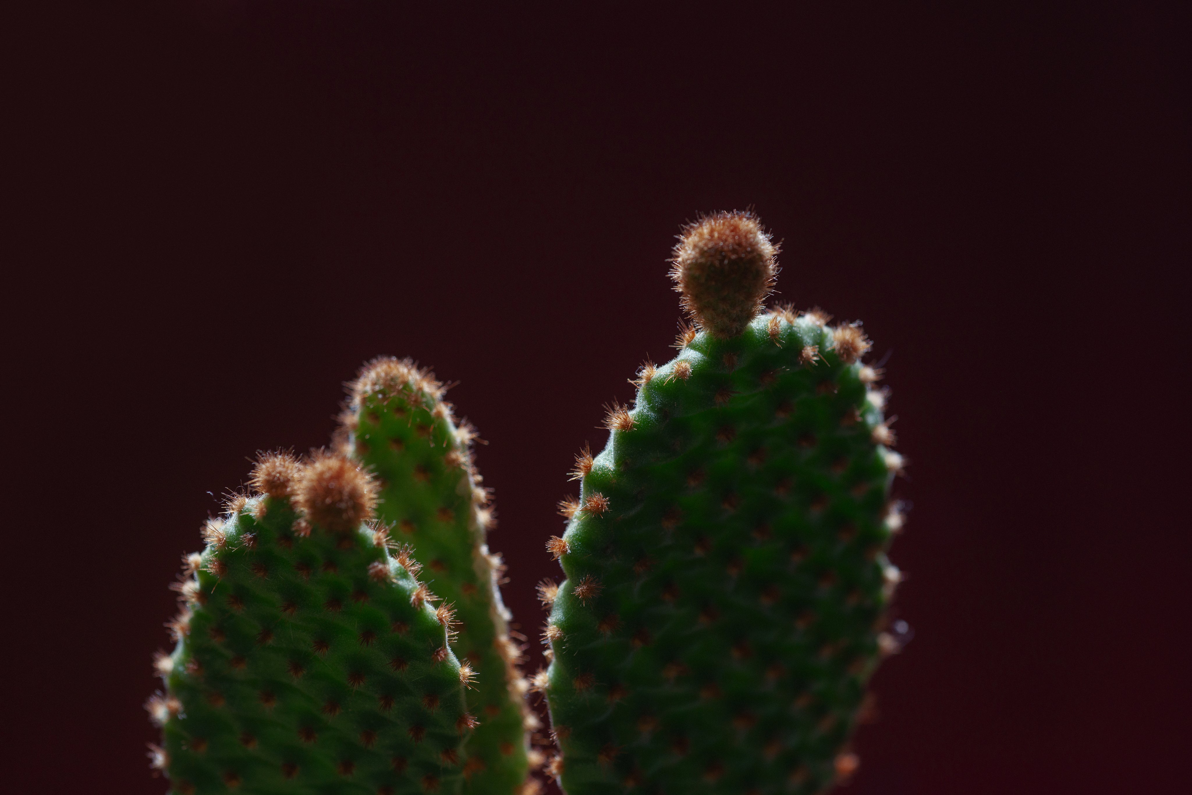 green-cactus-with-orange-spikes.jpg