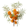 Sea buckthorn extract in skincare to nourish, protect, and support healthy, radiant skin
